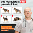 Cargar la imagen en la vista de la galería, Consecuencias de una musculatura débil en perros: problemas articulares, menor movilidad y recuperación lenta