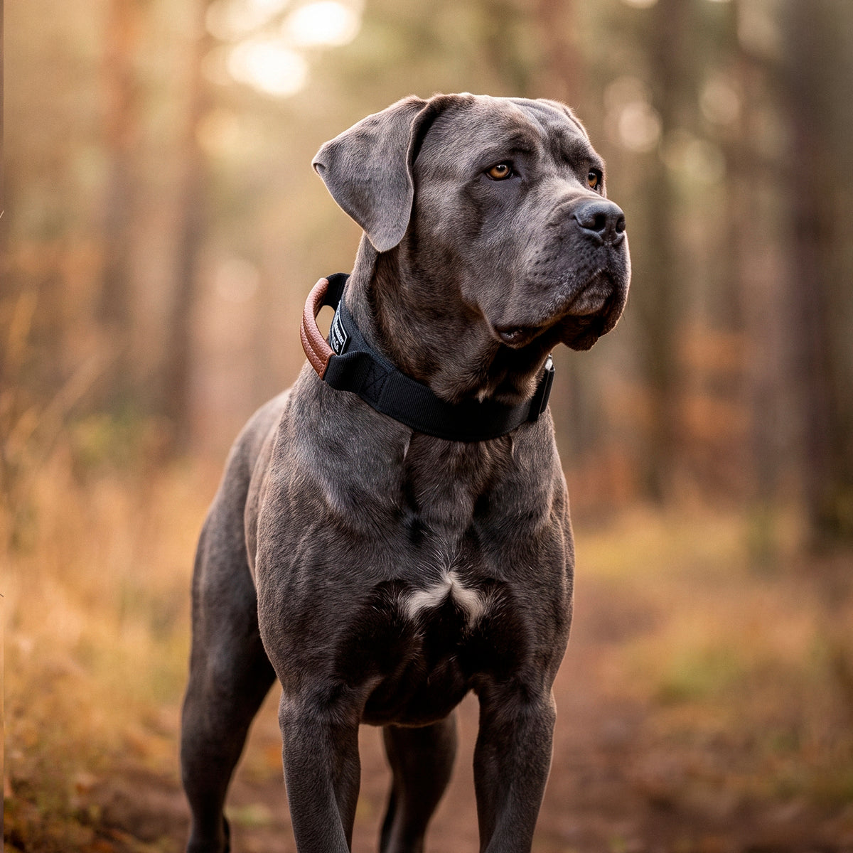 Cane Corso gris con collar Heavy Control de Hammer Dogs en el bosque