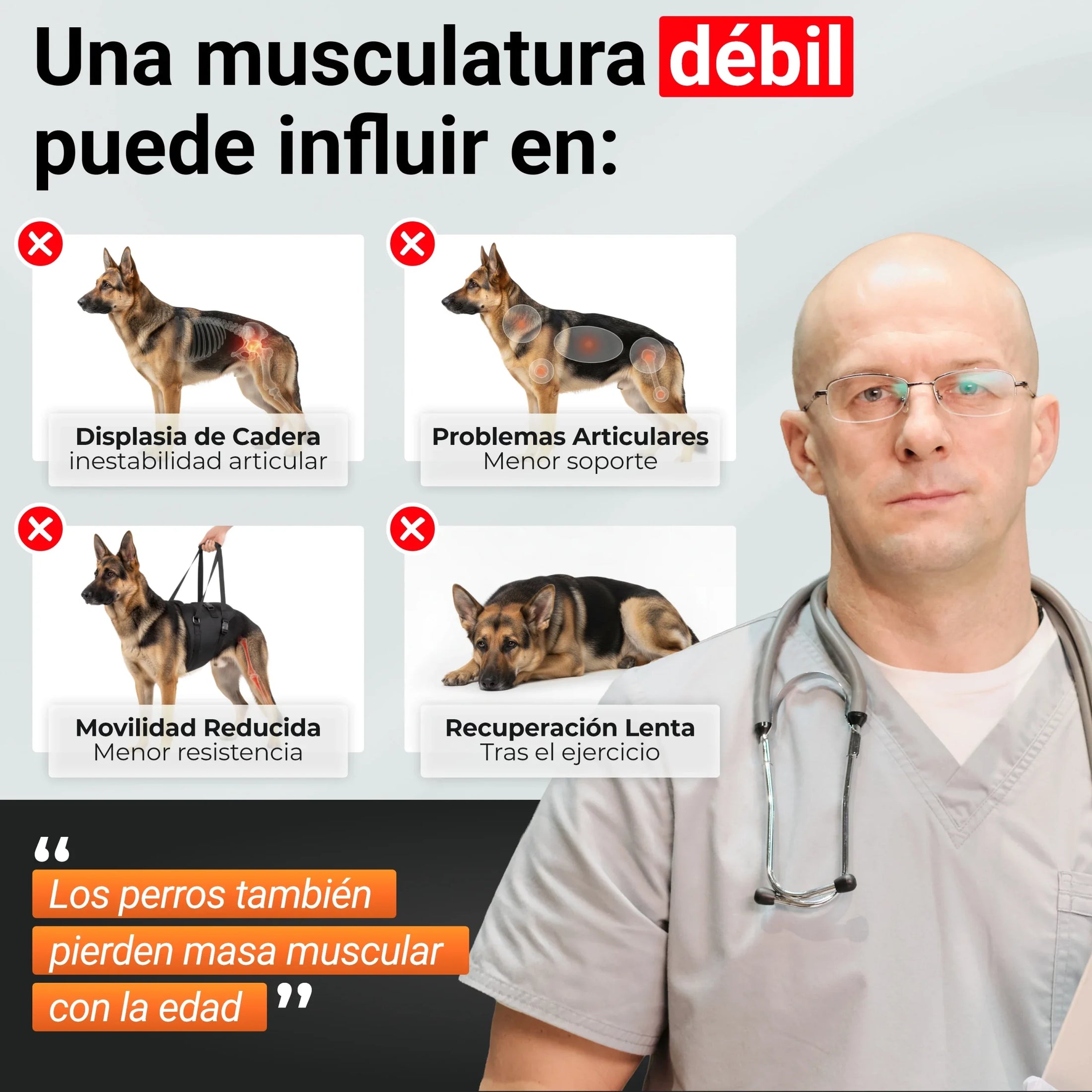 Consecuencias de una musculatura débil en perros: problemas articulares, menor movilidad y recuperación lenta