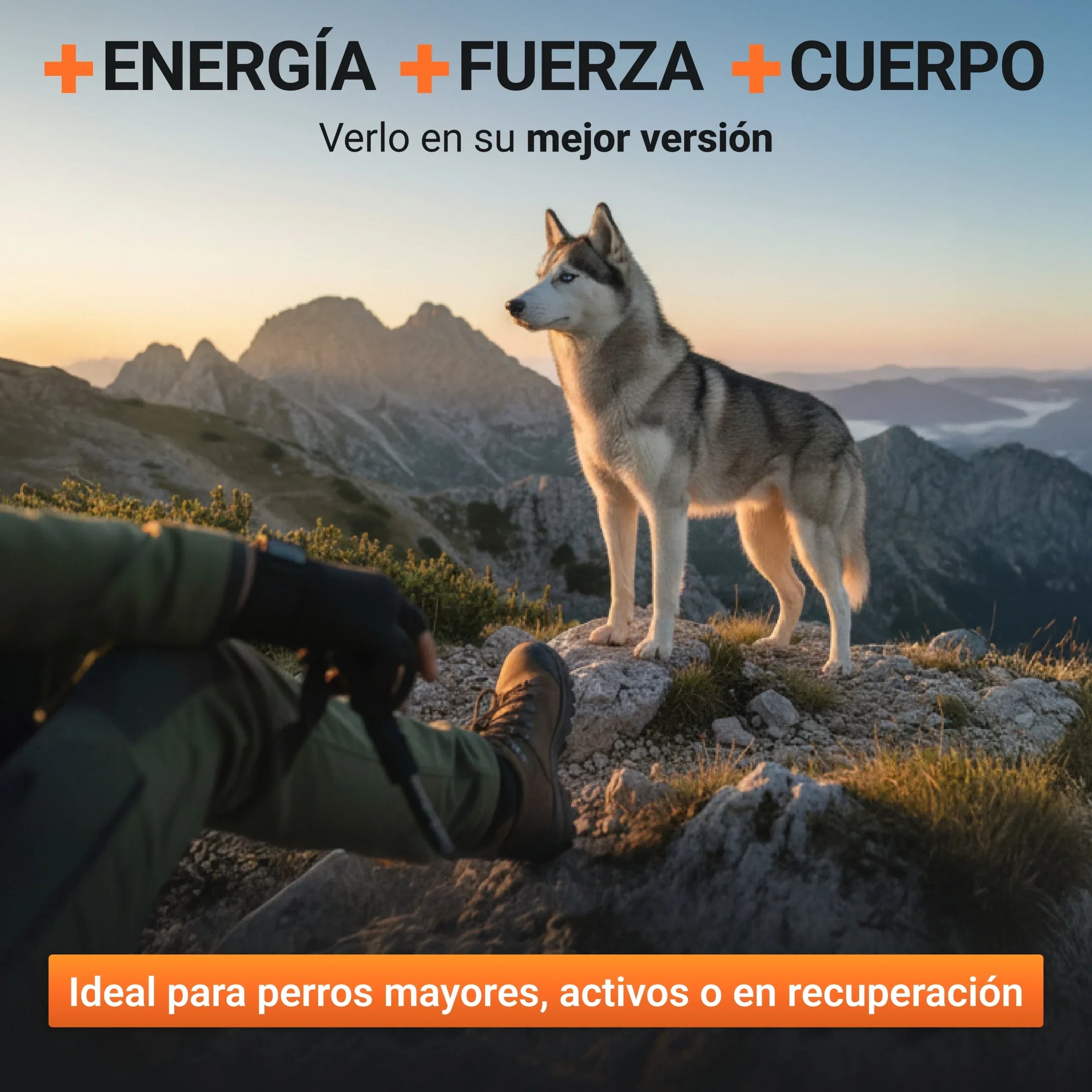 Perro activo y fuerte gracias a suplemento muscular Power Tabs ideal para mayores y en recuperación