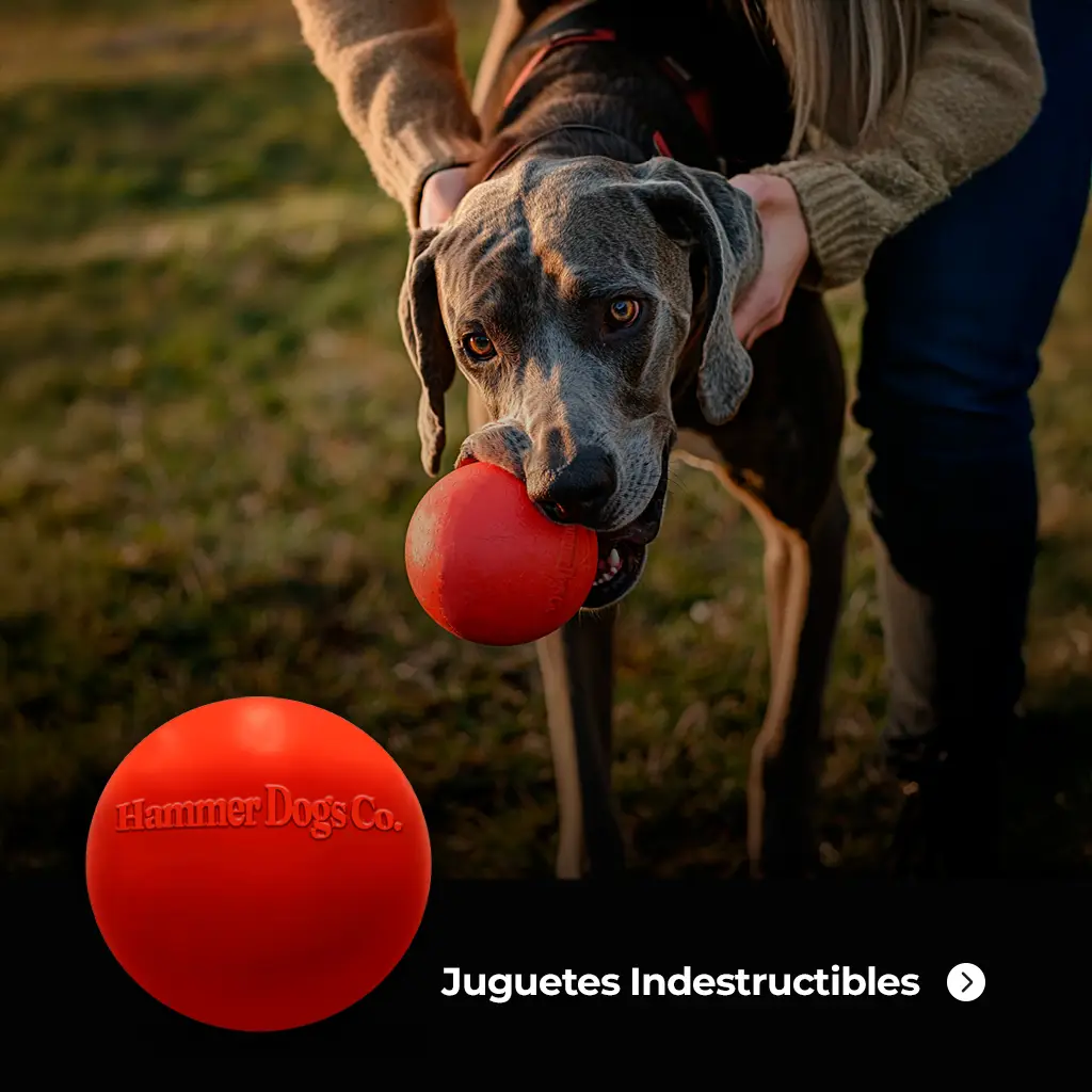 Perro gran danés mordiendo pelota indestructible HammerBall Hammer Dogs en parque