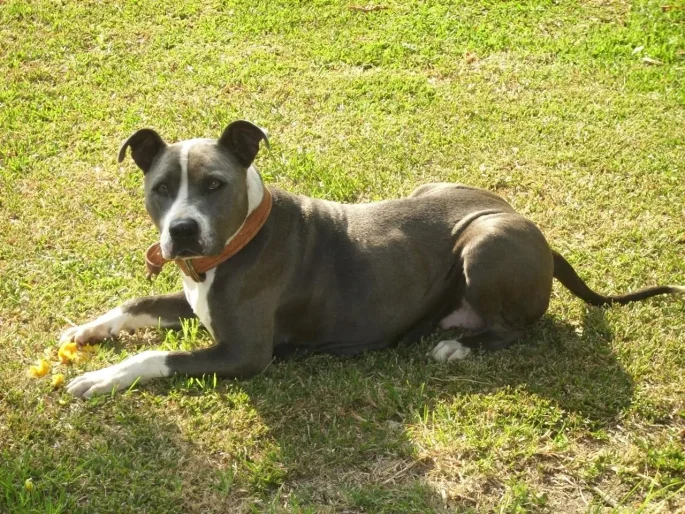 Perro mestizo con collar Hammer Dogs color marrón tumbado en césped