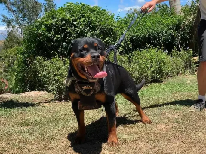 Rottweiler con arnés Hammer Dogs siendo sujetado con correa en parque